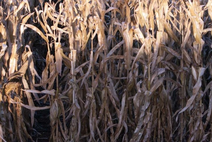 Como a FAEP está orientando os produtores em relação à renegociação de dívidas?