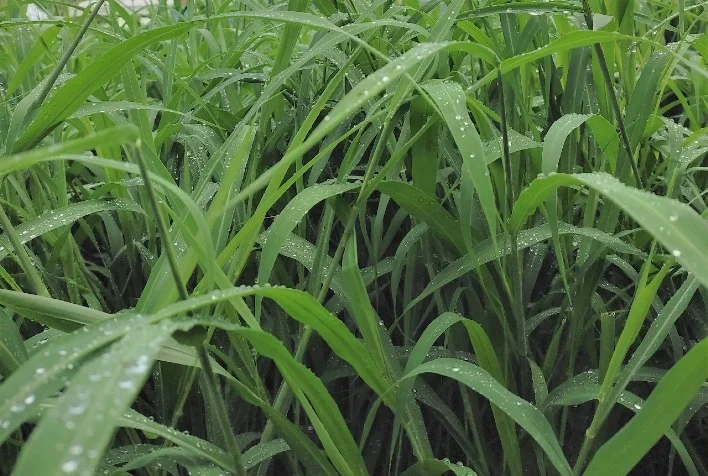 como a fertilidade do solo pode potencializar a producao de forrageiras e melhorar a qualidade da dieta do rebanho