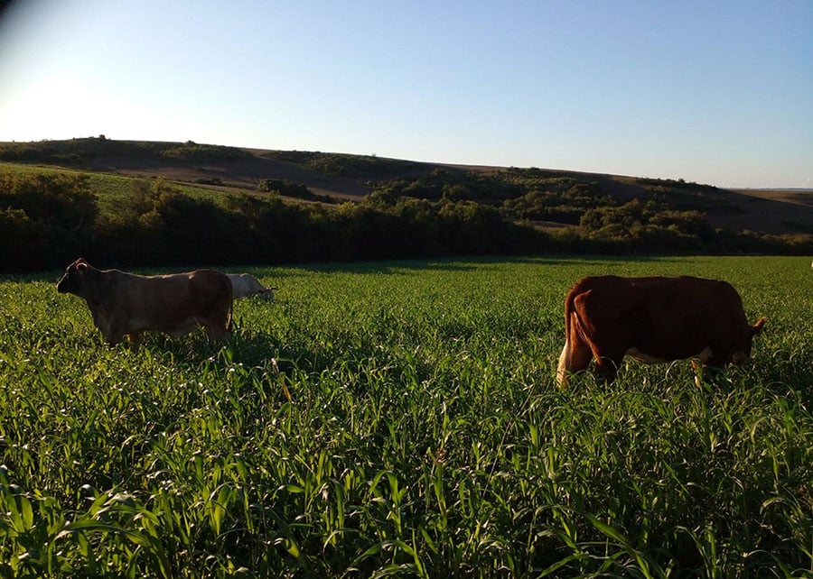 como a integracao lavoura e pecuaria alia produtividade e sustentabilidade no pampa