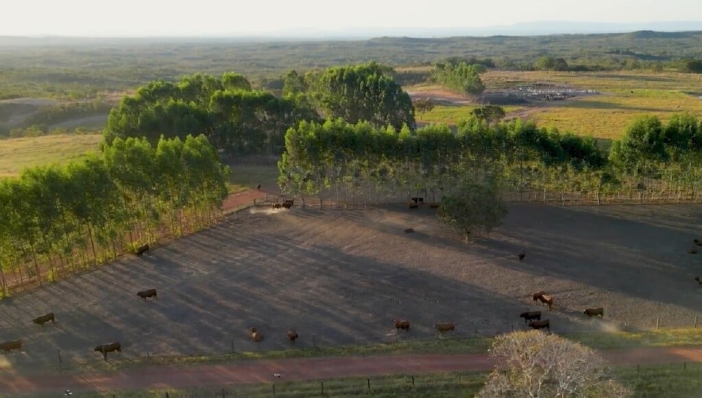 como a pecuaria de precisao pode contribuir para o melhoramento genetico do gado bovino