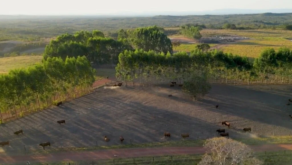 como a pecuaria de precisao pode contribuir para o melhoramento genetico do gado bovino