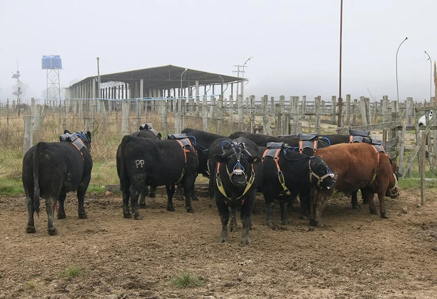 Como a pesquisa no Sul busca transformar a produção de carne? 25 pesquisa no Sul busca transformar produção de carne