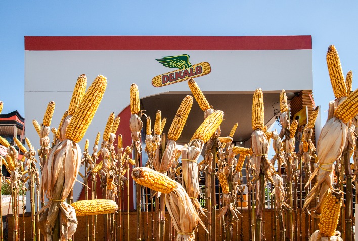 como acertar na escolha do hibrido de milho para promover maior rentabilidade e sustentabilidade no campo