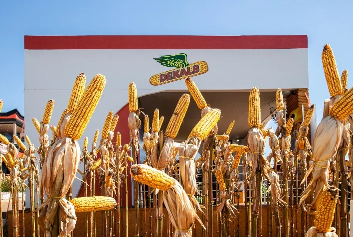 Como acertar na escolha do híbrido de milho para promover maior rentabilidade e sustentabilidade no campo? 2 como acertar na escolha do hibrido de milho para promover maior rentabilidade e sustentabilidade no campo