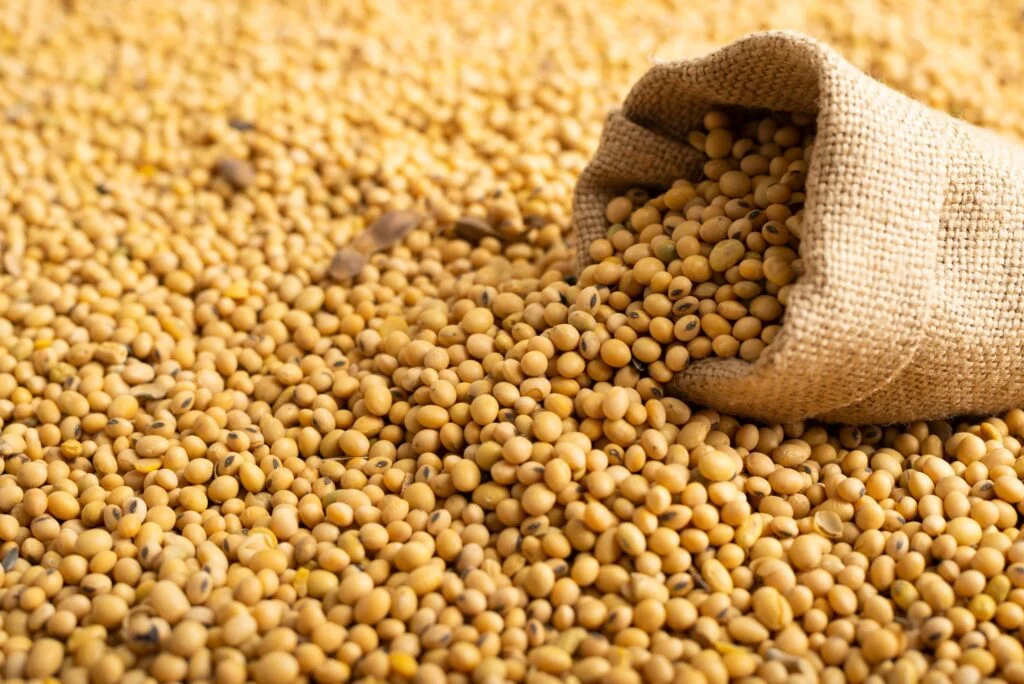 Como as altas de Chicago e do dólar têm influenciado os preços no Brasil? 2 como as altas de chicago e do dolar tem influenciado os precos no brasil