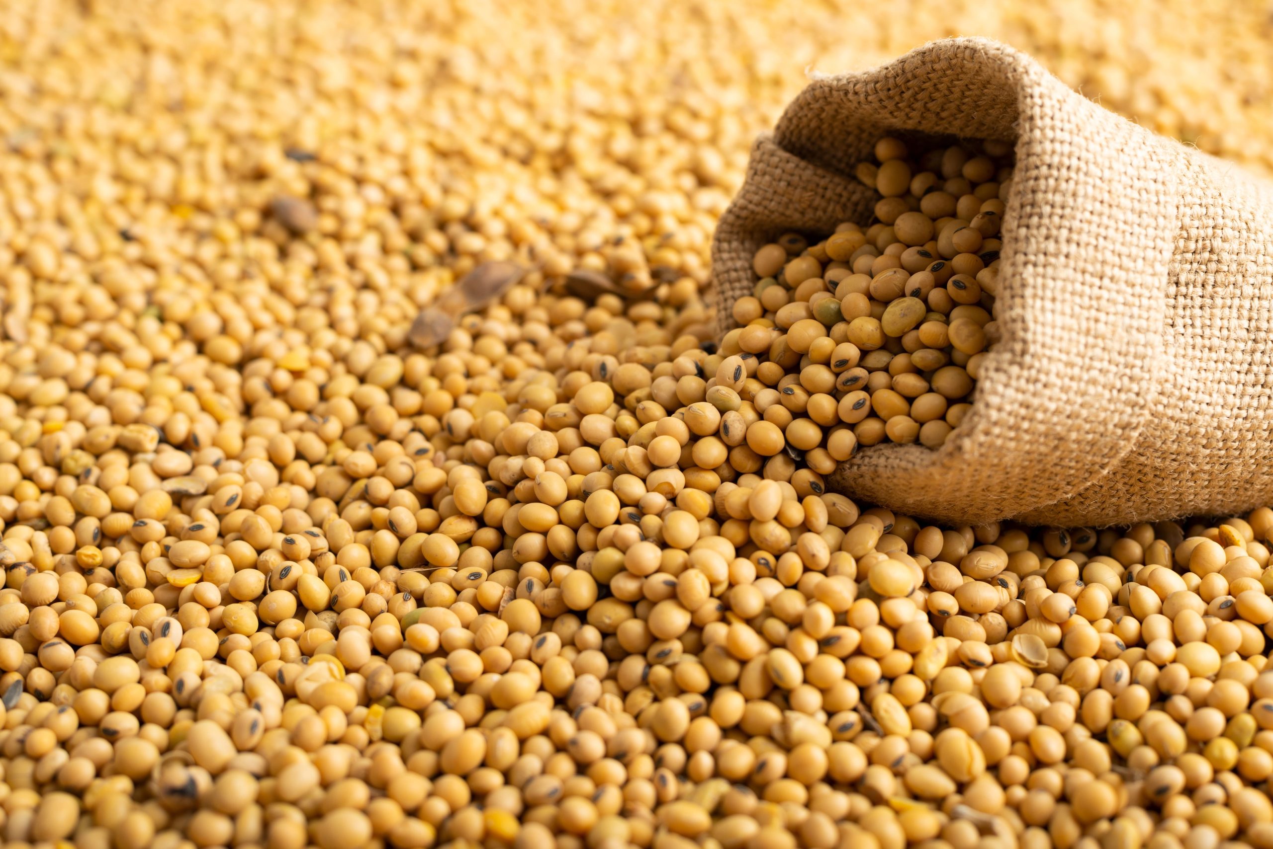 Como as altas de Chicago e do dólar têm influenciado os preços no Brasil?