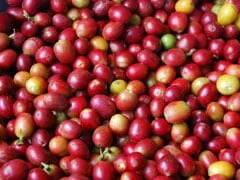 Como está sendo impactada a pressão na semana para o café arábica devido ao avanço da colheita no Brasil e como está a situação para o café conilon? 1 como esta sendo impactada a pressao na semana para o cafe arabica devido ao avanco da colheita no brasil e como esta a situacao para o cafe conilon