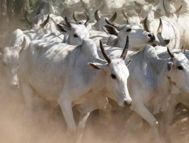 Como ficaram os preços no fechamento da semana?