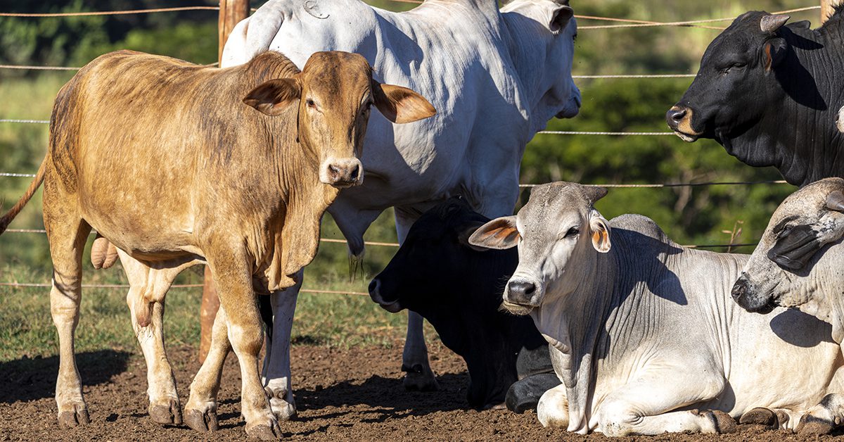 Como foi a abertura da semana no mercado brasileiro do boi gordo, com poucos negócios sendo realizados?