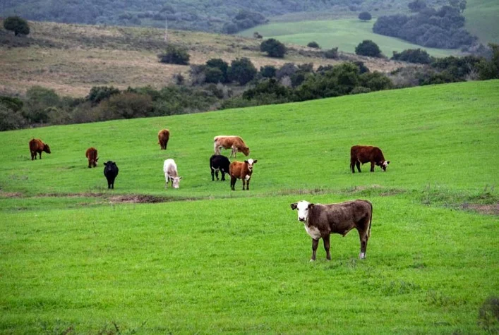 como melhorar a produtividade e a comunicacao na pecuaria gaucha 1