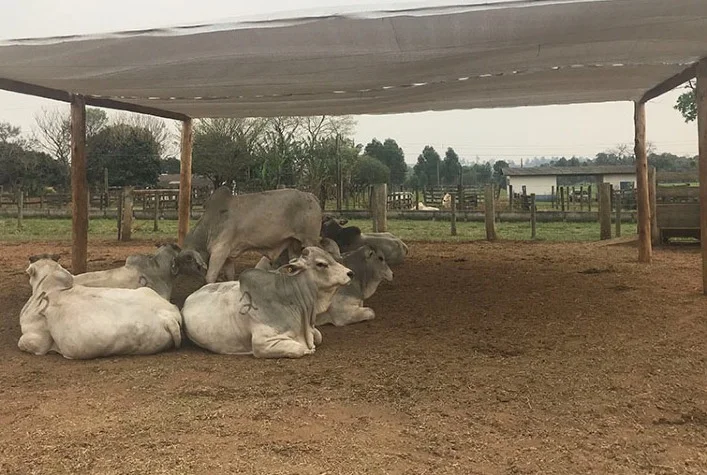 Como o confinamento de sombra pode melhorar a eficiência hídrica e nutricional? 22 como o confinamento de sombra pode melhorar a eficiencia hidrica e nutricional