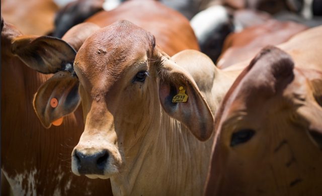 Como o controle de ruminação bovina pode contribuir para a geração de créditos de carbono?