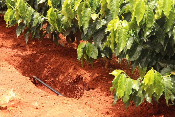 Como o gotejamento impulsiona a produção de café com eficiência hídrica? 3 como o gotejamento impulsiona a producao de cafe com eficiencia hidrica