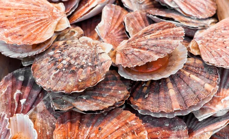 Como o Mapa implementa um programa para controle sanitário de moluscos bivalves? 2 como o mapa implementa um programa para controle sanitario de moluscos bivalves