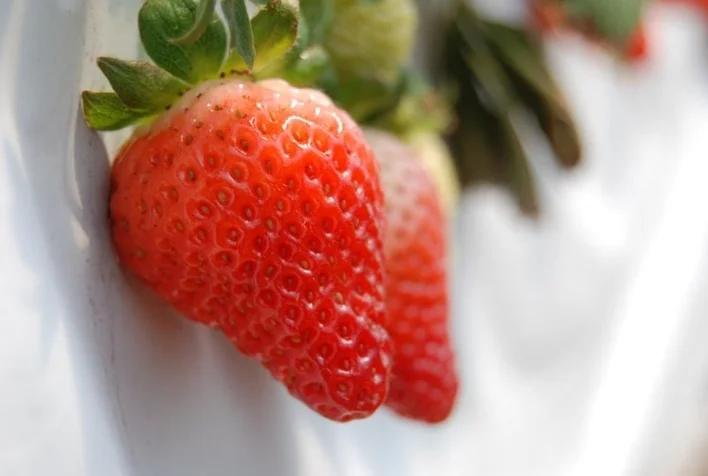 Como o mapa pode orientar os produtores de morango em relação às opções de sementes, mudas e cultivo orgânico? 2 como o mapa pode orientar os produtores de morango em relacao as opcoes de sementes mudas e cultivo organico