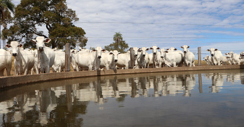 como o mercado brasileiro do boi gordo esta se comportando no inicio de setembro de acordo com o portal dbo 1