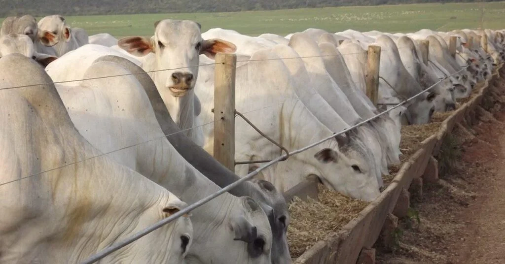 como o mercado futuro esta indicando uma trajetoria de alta nos proximos meses de acordo com o portal dbo