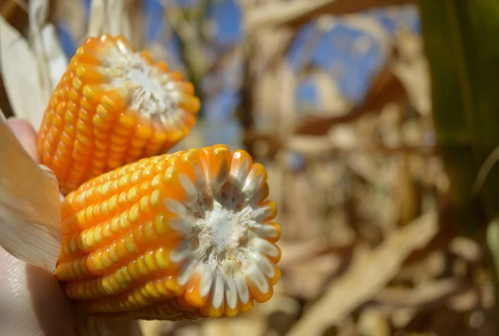 como o milho esta se posicionando no mercado de acoes nesta quarta feira
