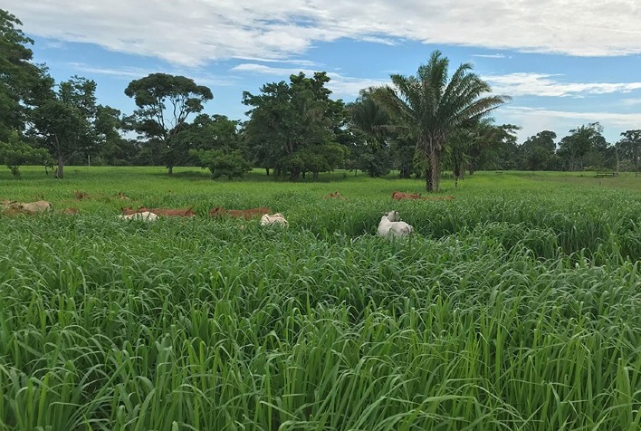 Como o plantio direto a lanço acelera a recuperação de pastagens degradadas?