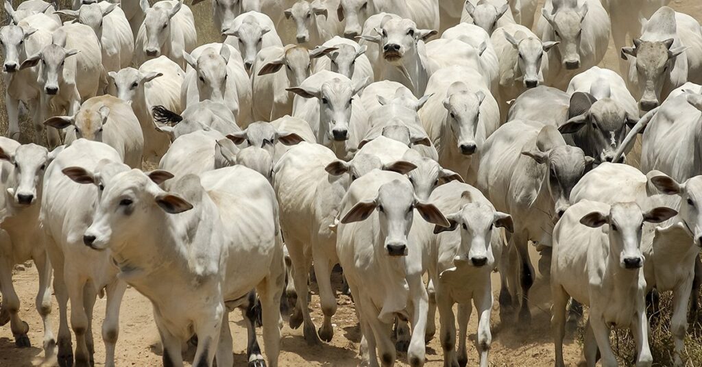 como o termo de cooperacao permitira o melhoramento genetico do rebanho bovino com precocidade e sustentabilidade 1