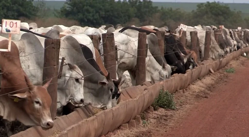 Como os pecuaristas de Mato Grosso devem se preparar para o período de estação de monta? 36 como os pecuaristas de mato grosso devem se preparar para o periodo de estacao de monta