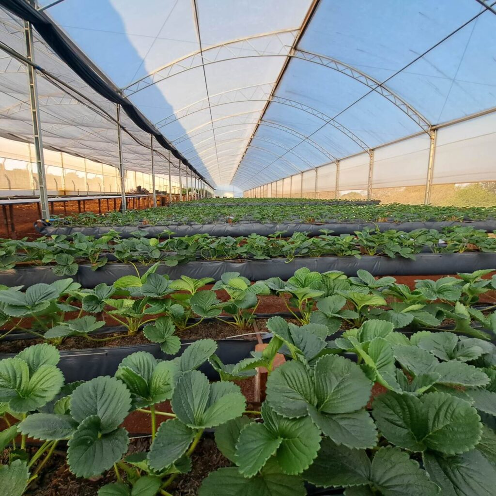como os produtores de morango lidam com um inverno sem frio