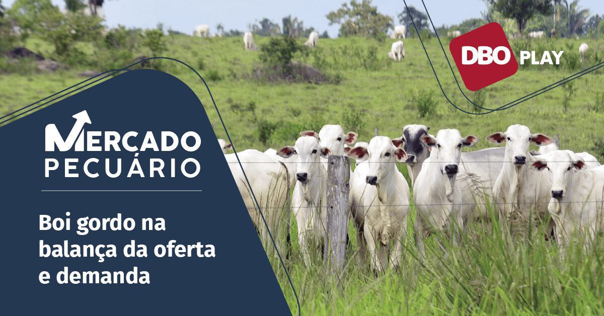 Como reduzir a entrega de animais terminados pode ajudar a melhorar o preço da arroba?