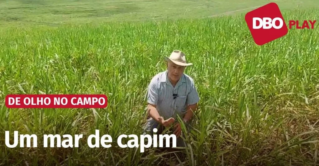 como um pecuarista que conduz a pastagem como uma lavoura pode alcancar grandes resultados