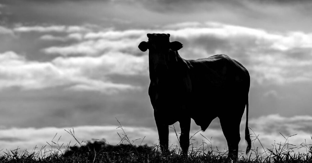 esta a sua fazenda preparada para o clima de transicao 1