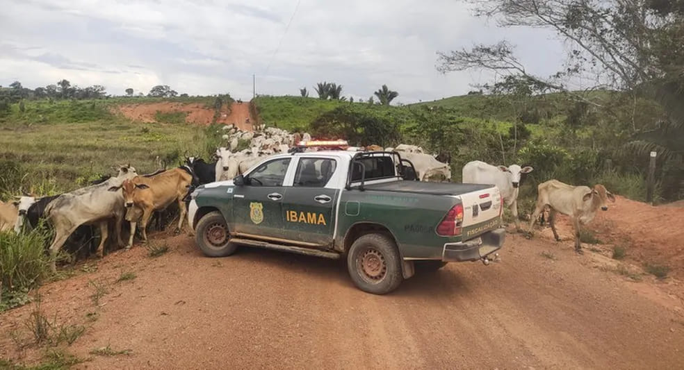 Produtor é preso por criar gado em áreas embargadas