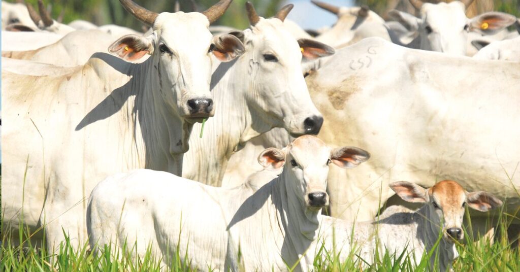 o conselho aprovou a reducao do icms para venda de gado no mercado interestadual no portal dbo