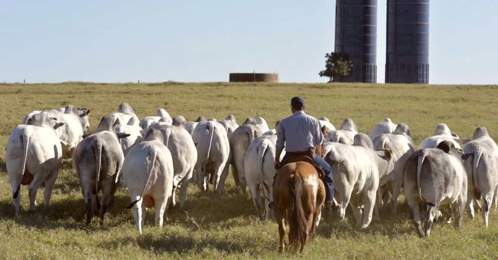 o mercado do boi gordo esta apresentando altas apos a tempestade