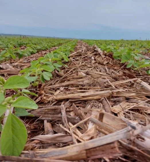 O Ministério aprovou o plantio antecipado de soja em MT para dezenas de produtores? 4 o ministerio aprovou o plantio antecipado de soja em mt para dezenas de produtores