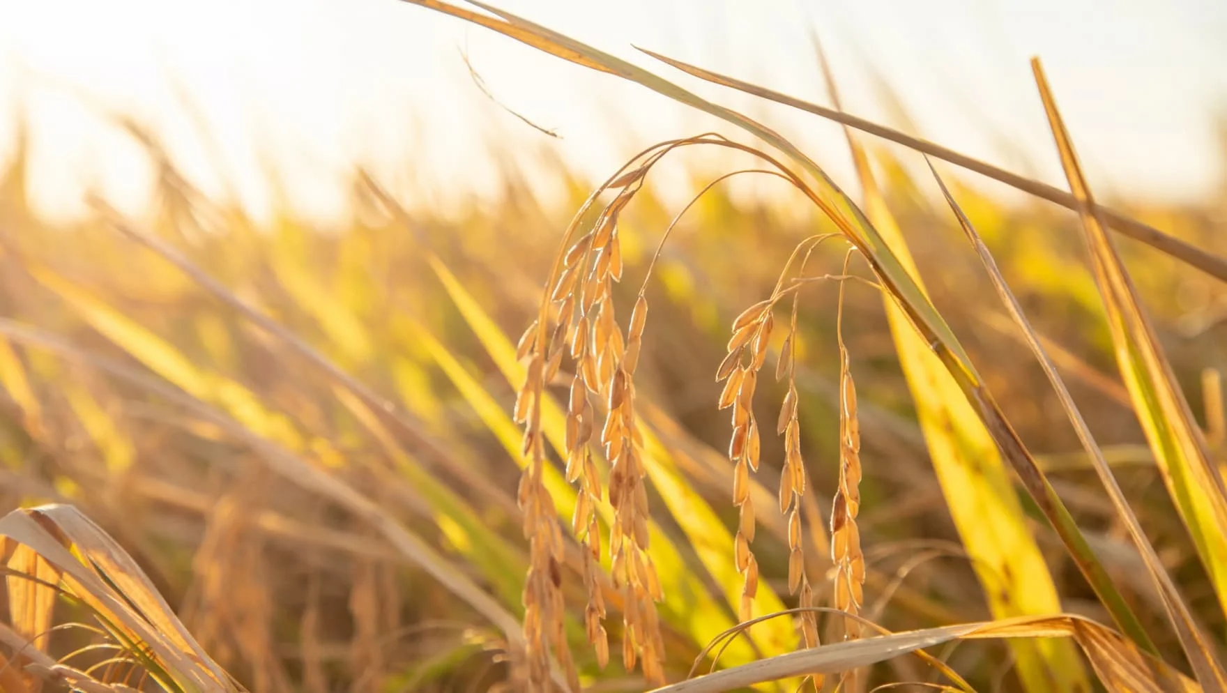 O preço do arroz está continuando a subir? 1 arroz
