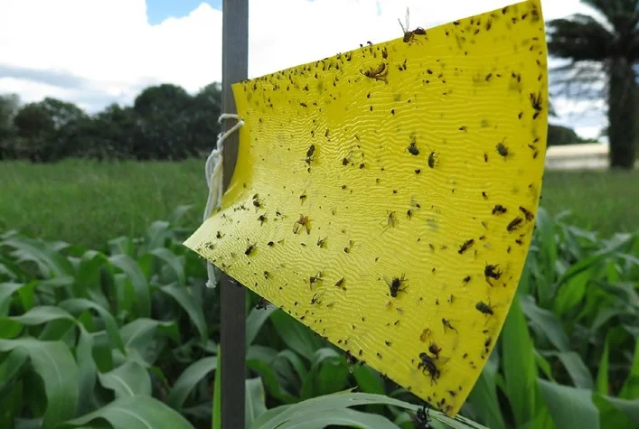 O processo de fabricação de nanocompósito para liberação controlada foi patenteado? 3 o processo de fabricacao de nanocomposito para liberacao controlada foi patenteado