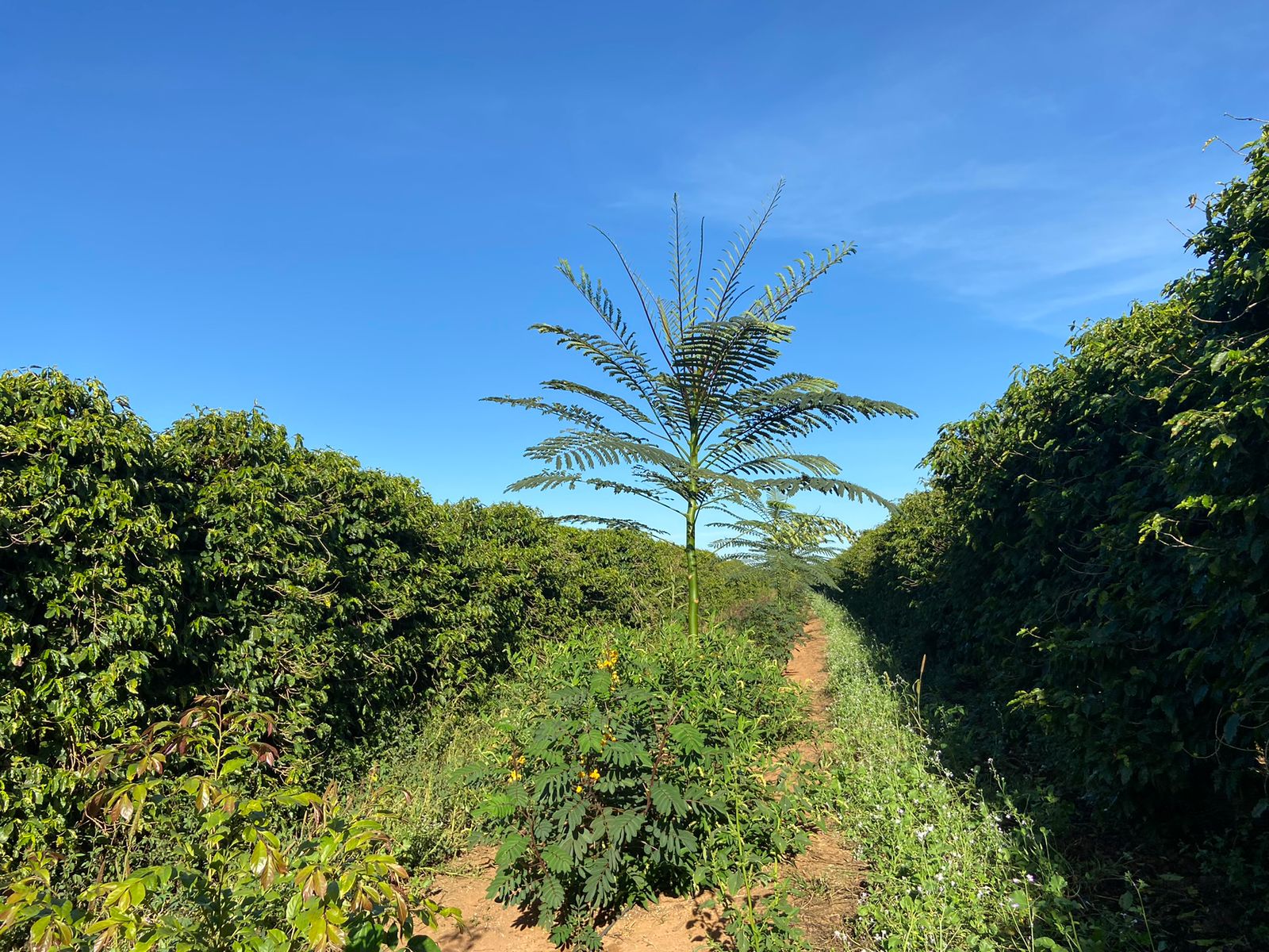 o que a expocacer esta comemorando ao celebrar 30 anos e revelar uma nova marca