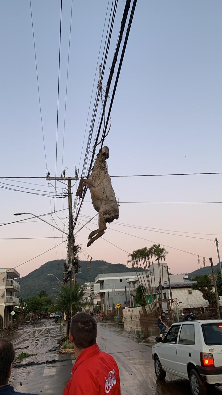 O que aconteceu com uma ovelha após um ciclone no Rio Grande do Sul que a deixou pendurada em uma fiação elétrica?