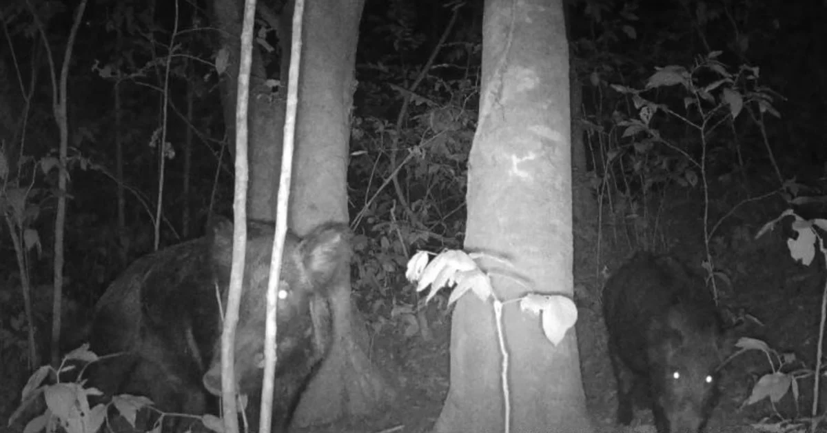 o que esta sendo discutido pelo cna e pelas federacoes em relacao ao controle e manejo de javalis