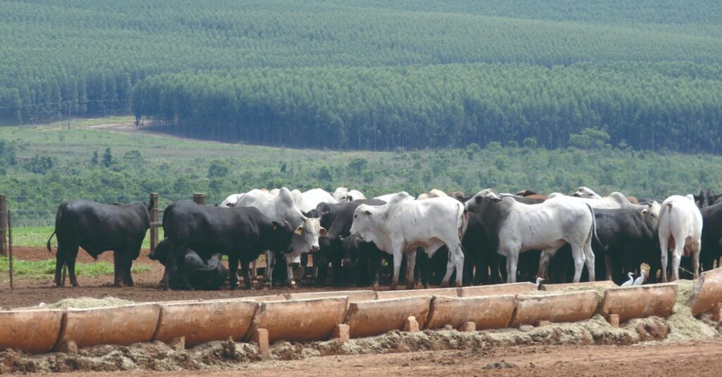 o que o mes de agosto encerrou ao levar a especulacao baixista para setembro