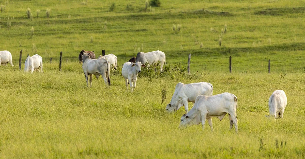 O que o Projeto Campo Futuro está debatendo para melhorar a gestão na propriedade rural? 18 o que o projeto campo futuro esta debatendo para melhorar a gestao na propriedade rural
