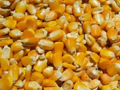 O USDA informou uma nova venda de 1,66 milhões de toneladas de milho para o México nesta semana?