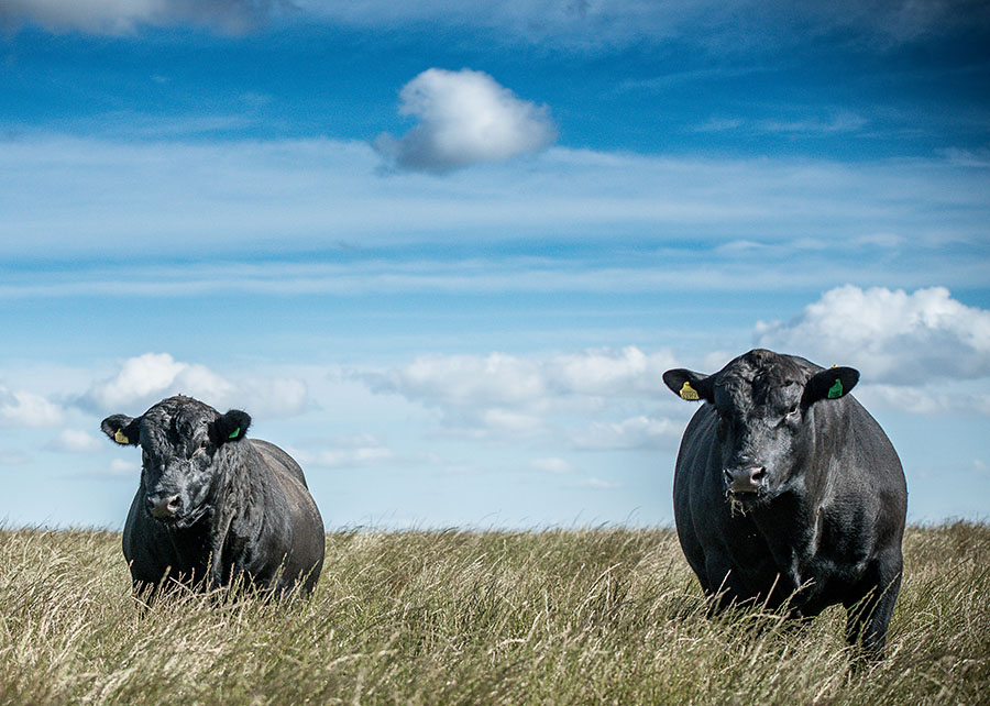 os criadores ja podem selecionar bois com eficiencia alimentar comprovada 1