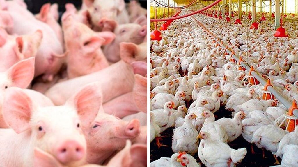 os custos de producao de frangos de corte e suinos cairam em agosto