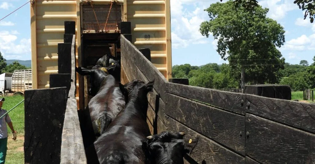 Descubra as estratégias para lucrar com o mercado de boi em 2024. 20 os frigorificos continuam pagando mais pela arroba do boi gordo 2