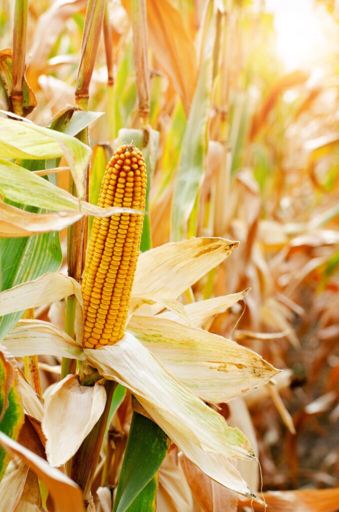 Os futuros do milho fecharam em alta na sexta-feira, mas acumularam perdas semanais na B3? 7 os futuros do milho fecharam em alta na sexta feira mas acumularam perdas semanais na b3