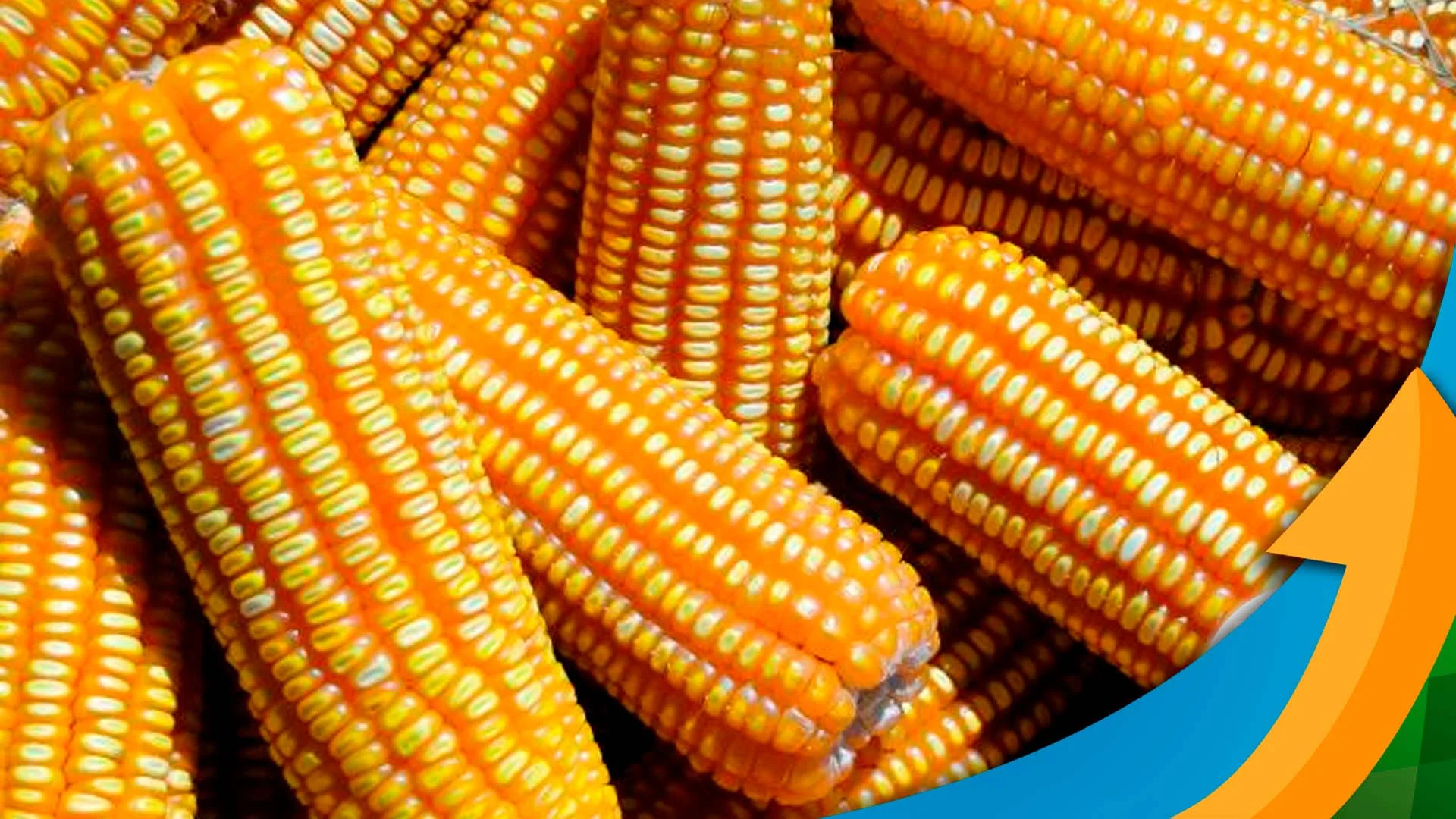 Os negócios de milho foram afetados pela semana com 2 feriados, mas como estão os relatórios do setor? 1 os negocios de milho foram afetados pela semana com 2 feriados mas como estao os relatorios do setor