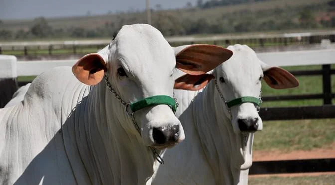Os preços da arroba do boi gordo estão, de fato, subindo? 4 os precos da arroba do boi gordo estao de fato subindo