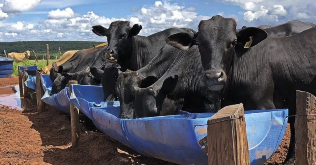 Os preços da arroba estão mantendo a tendência de alta devido à diminuição do número de bois nas praças? 9 os precos da arroba estao mantendo a tendencia de alta devido a diminuicao do numero de bois nas pracas