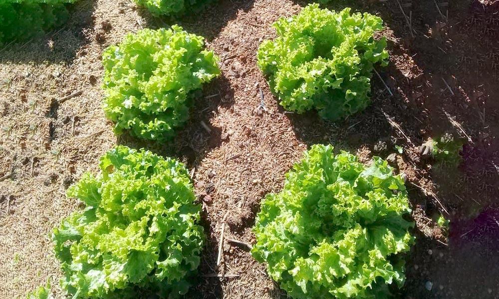 Os preços das hortaliças registraram queda no atacado em agosto, conforme dados da Conab?