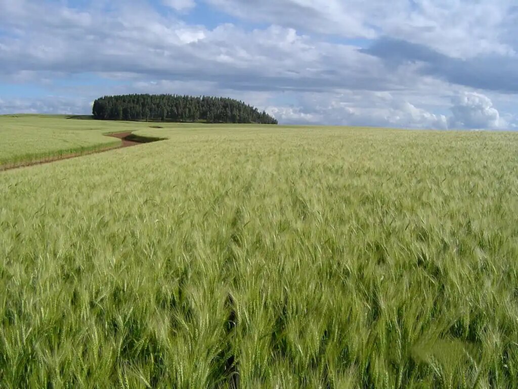 os precos do trigo estao em queda 1